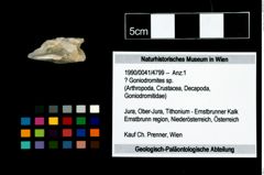 Foto (Objekt + Etikett) von ? Goniodromites sp.  (NHMW-GEO-1990-0041-4799)